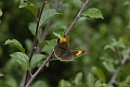 brown hairstreak butterfly-4